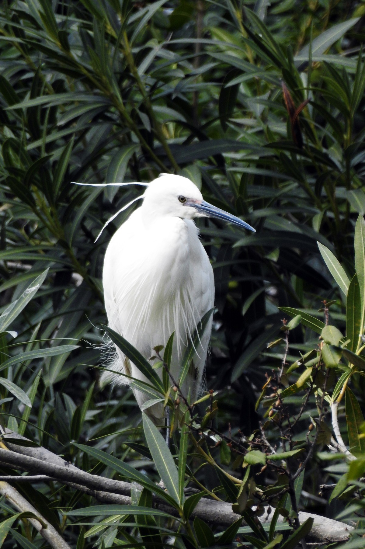 春眠不觉晓，处处闻啼鸟。