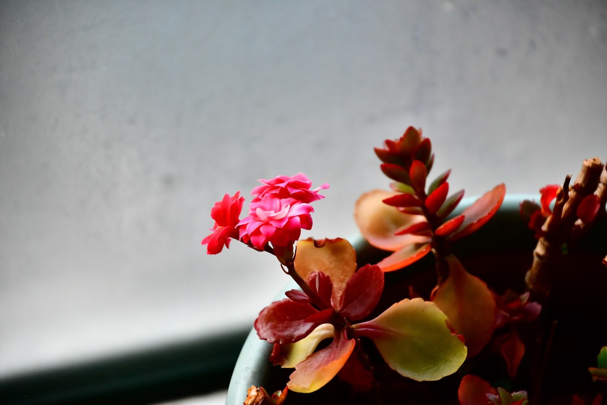 家中小花春季美丽绽放