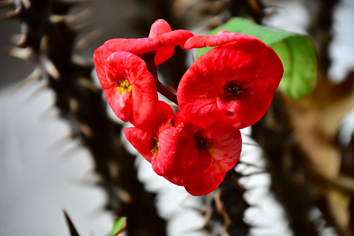 家中小花春季美丽绽放