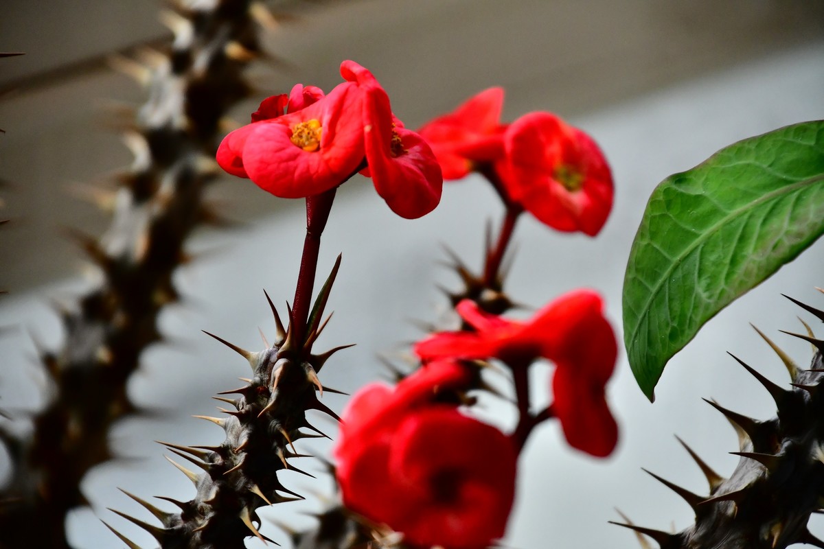 家中小花春季美丽绽放