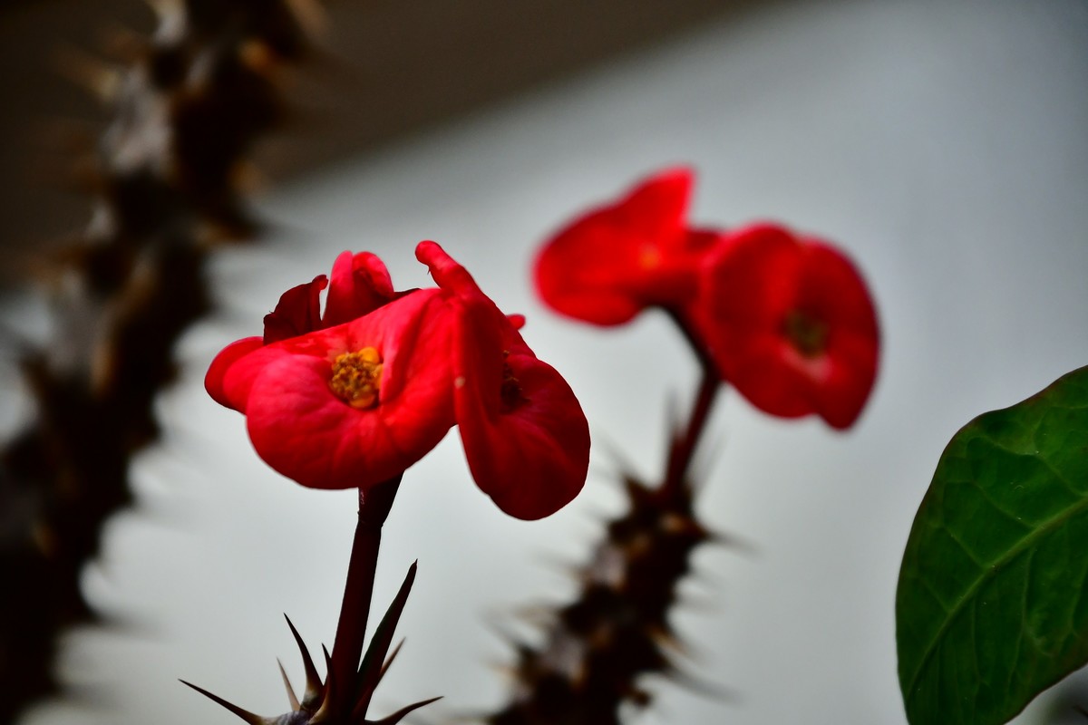 家中小花春季美丽绽放