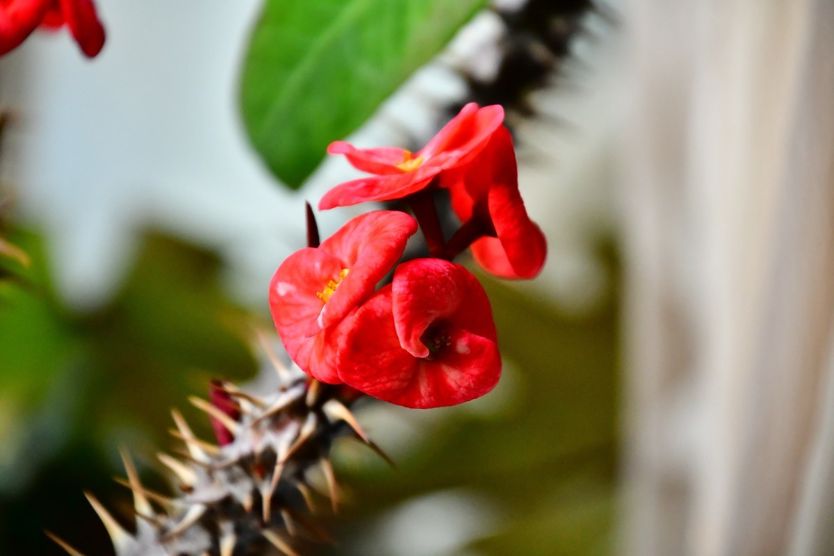 家中小花春季美丽绽放