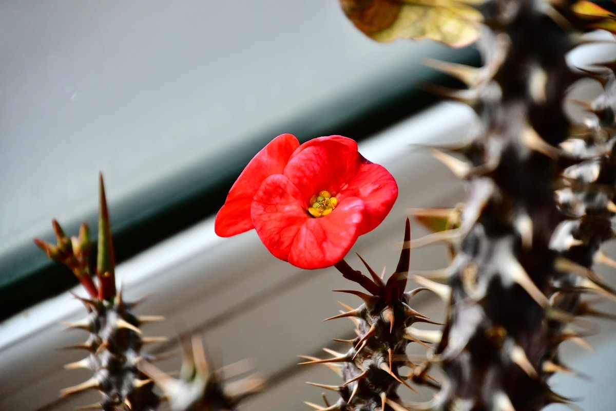 家中小花春季美丽绽放