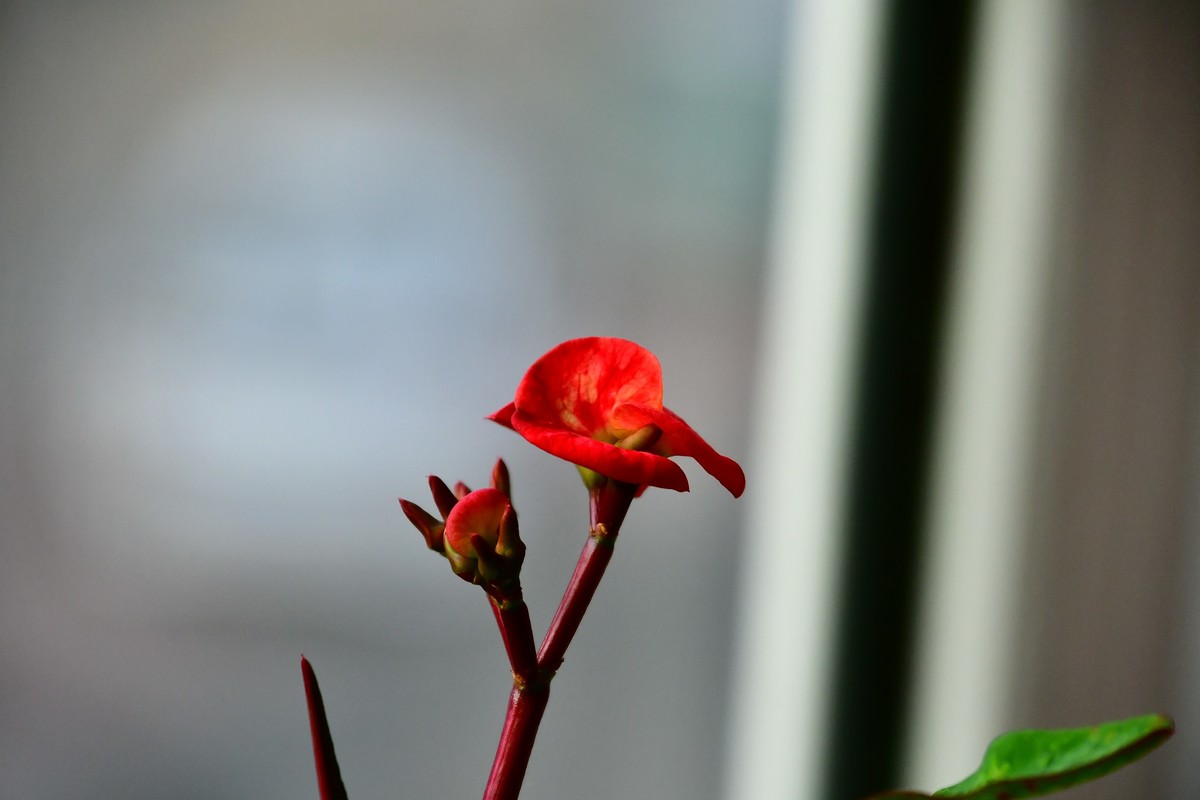 家中小花春季美丽绽放