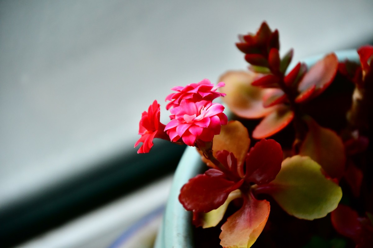 家中小花春季美丽绽放