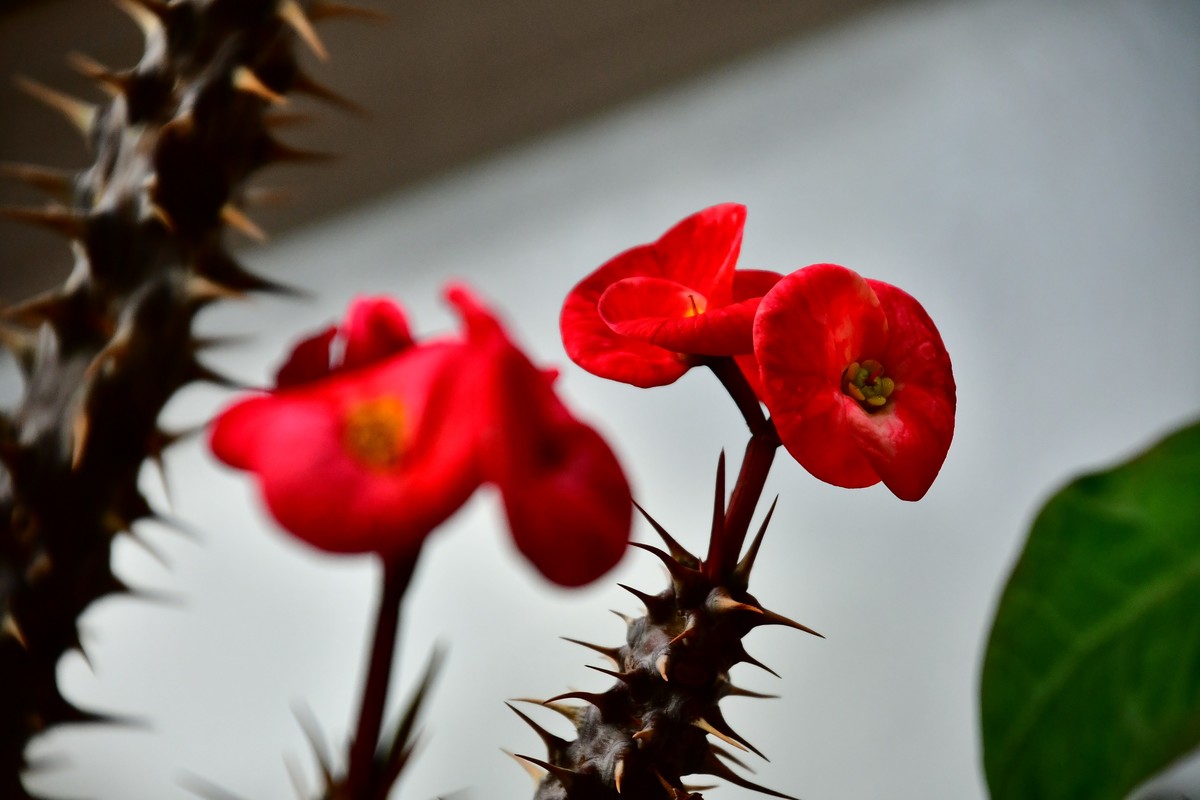 家中小花春季美丽绽放