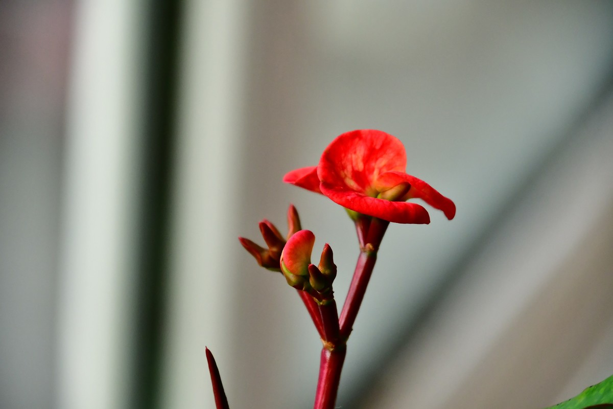 家中小花春季美丽绽放