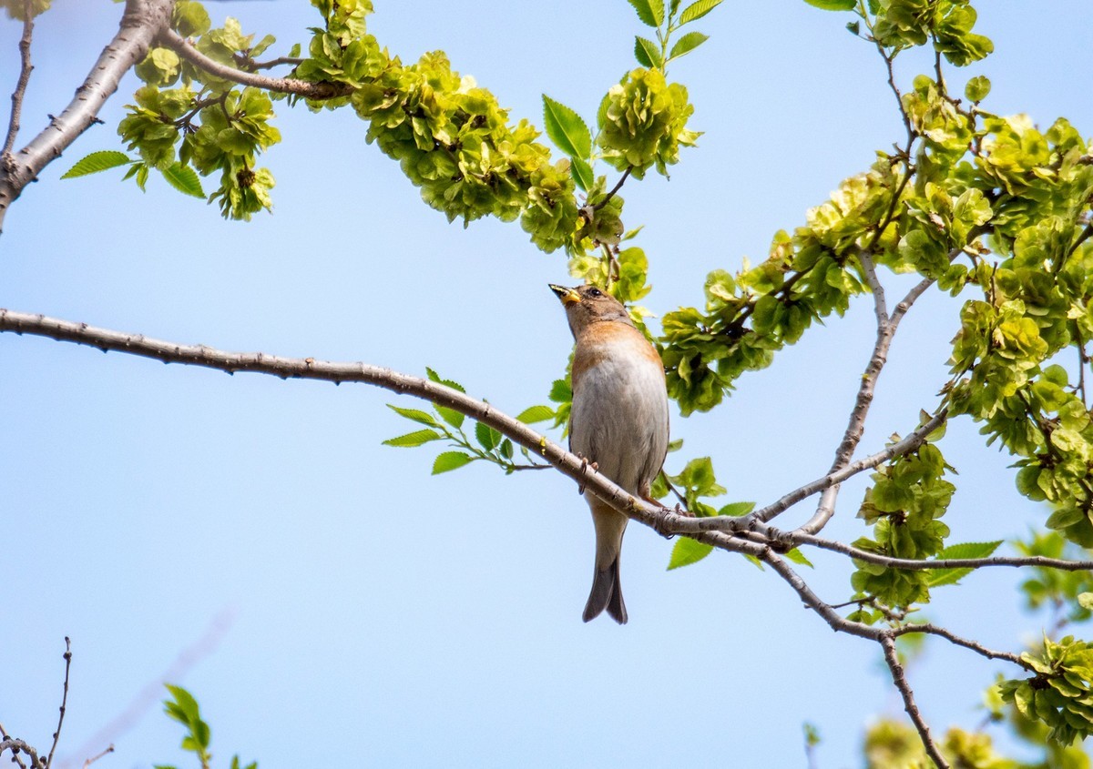 漂亮的金翅雀（一）