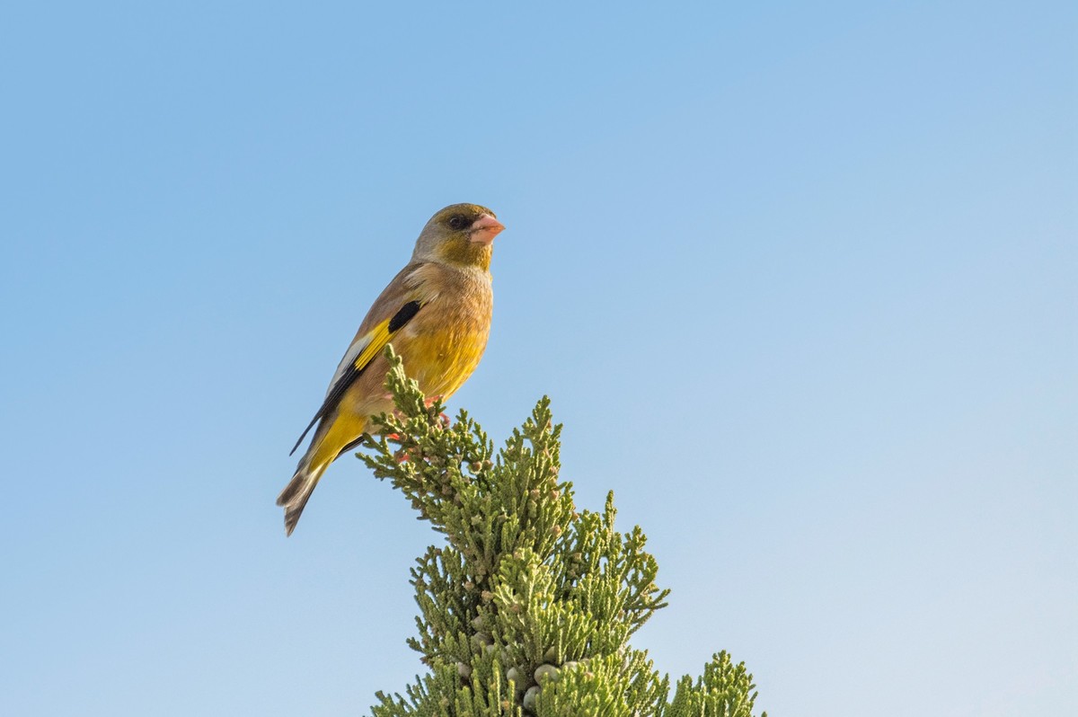 漂亮的金翅雀（一）