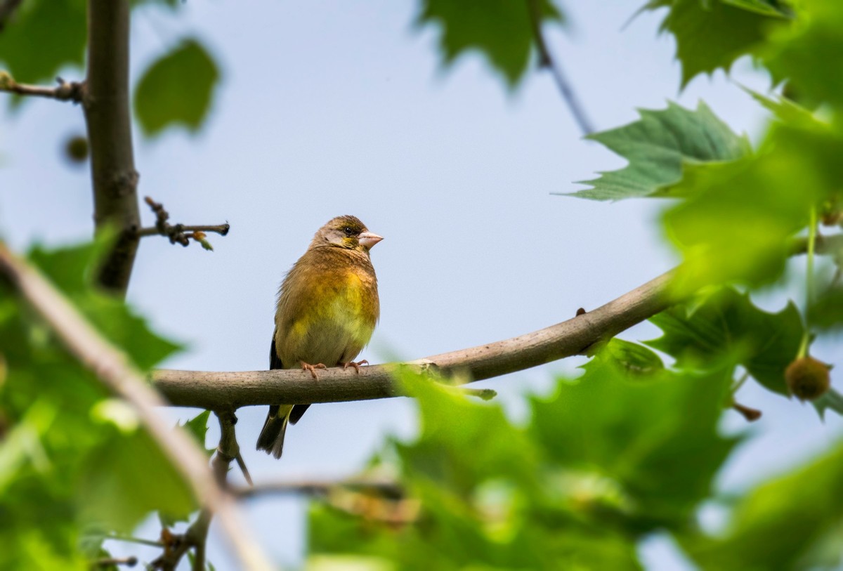 漂亮的金翅雀（一）