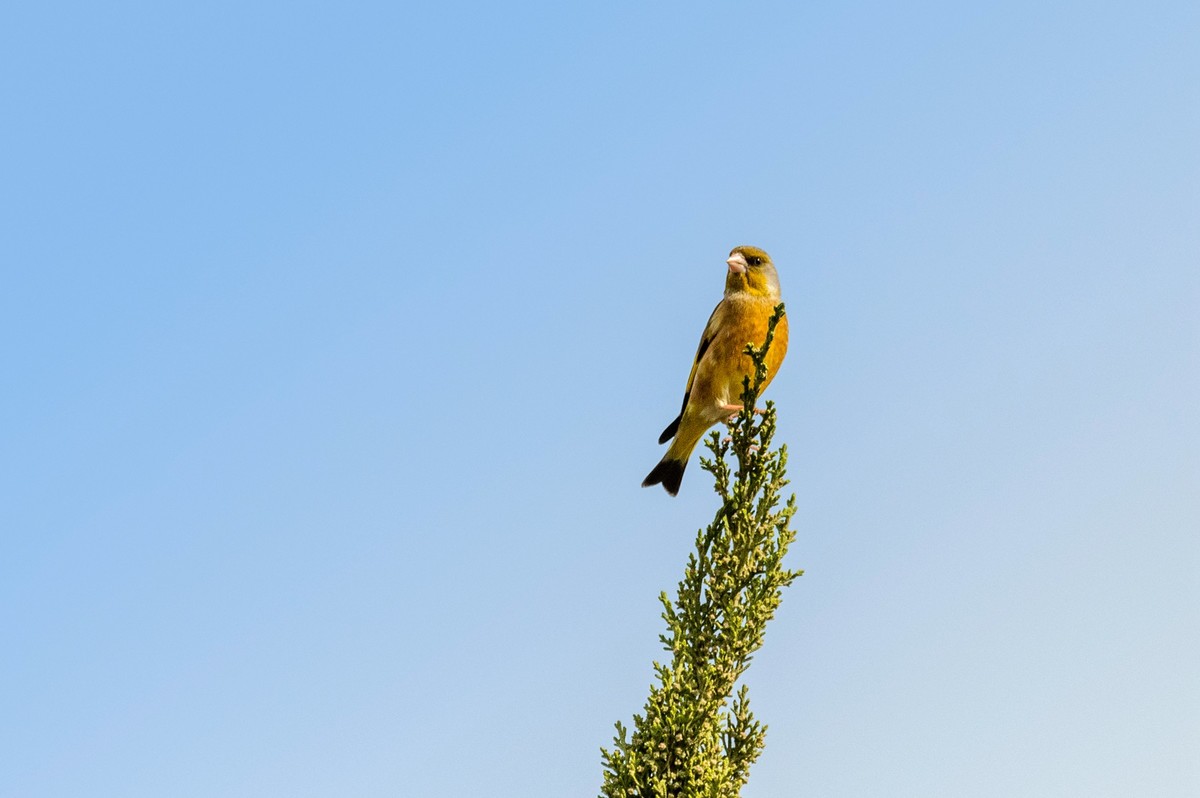 漂亮的金翅雀（一）