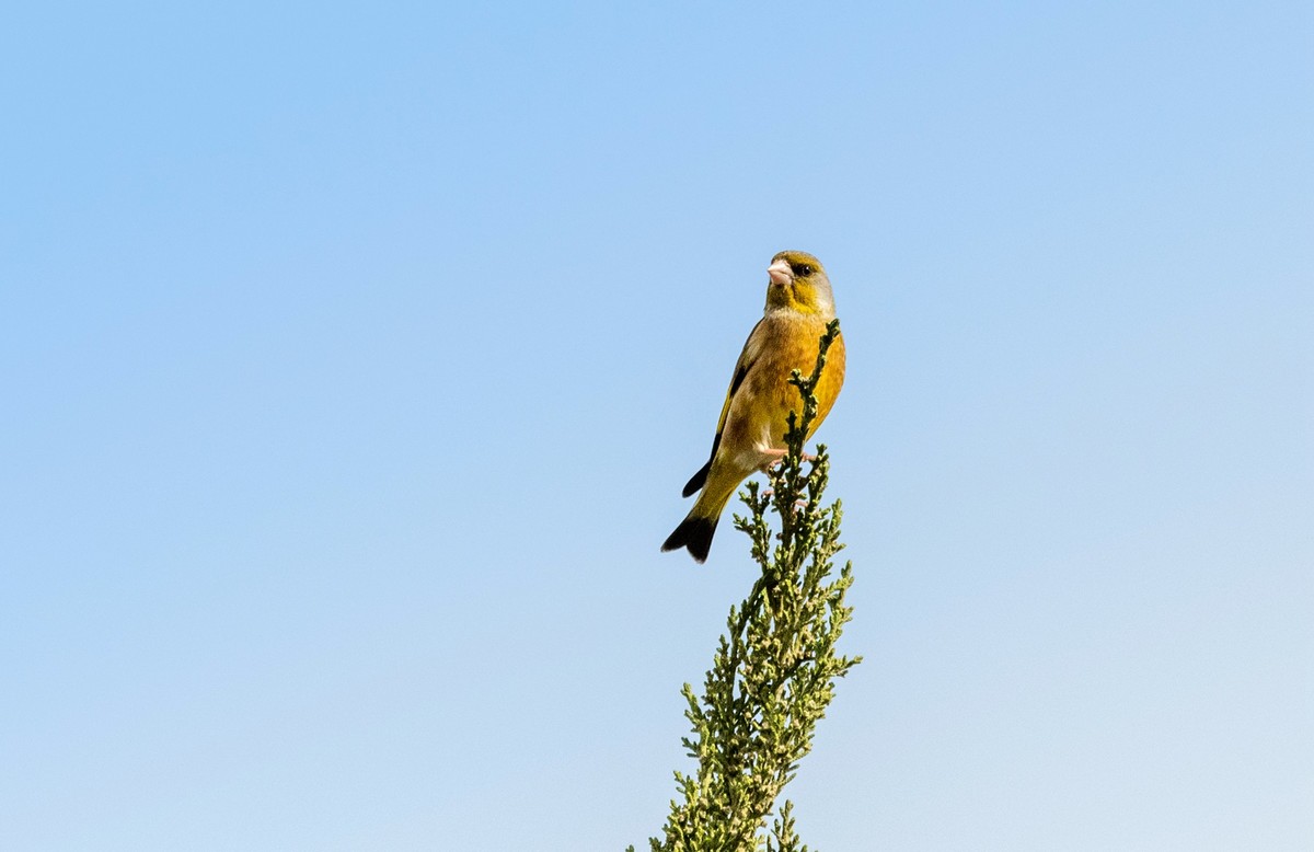 漂亮的金翅雀（一）