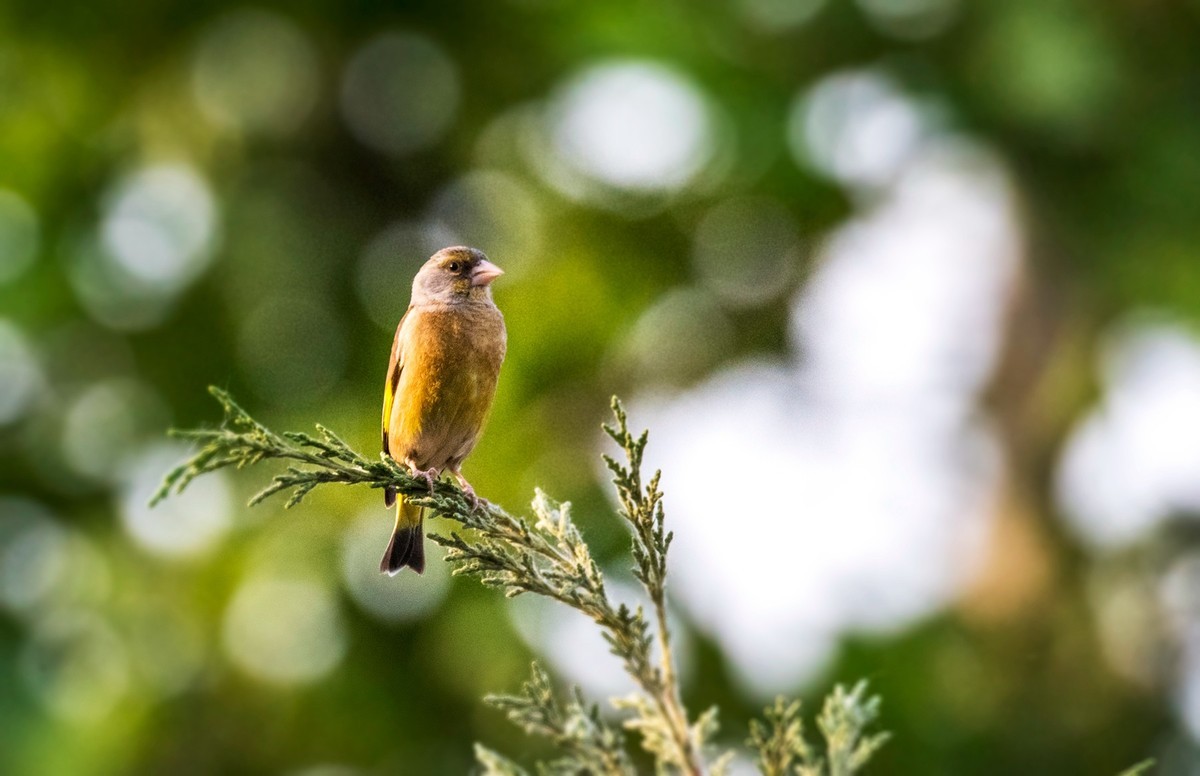 漂亮的金翅雀（一）