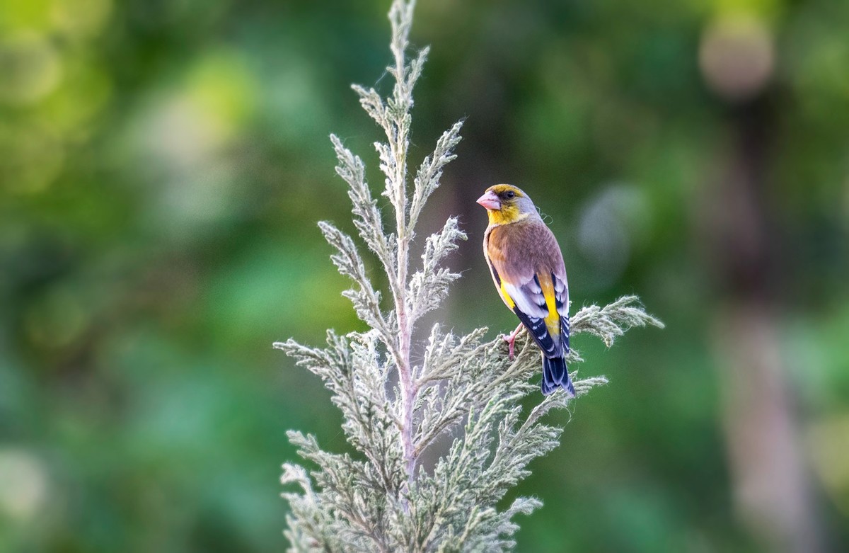 漂亮的金翅雀（一）