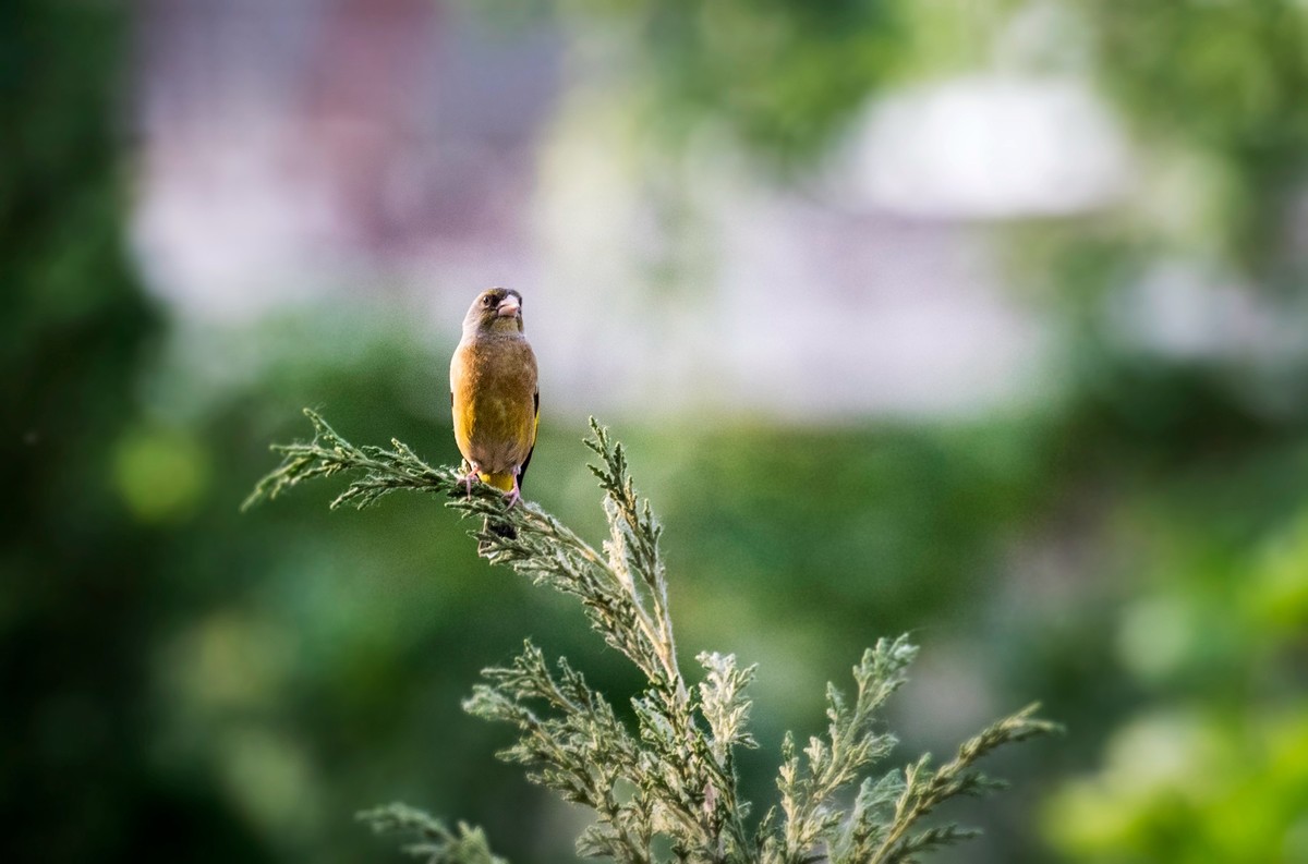 漂亮的金翅雀（一）