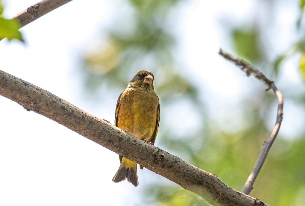 漂亮的金翅雀（一）