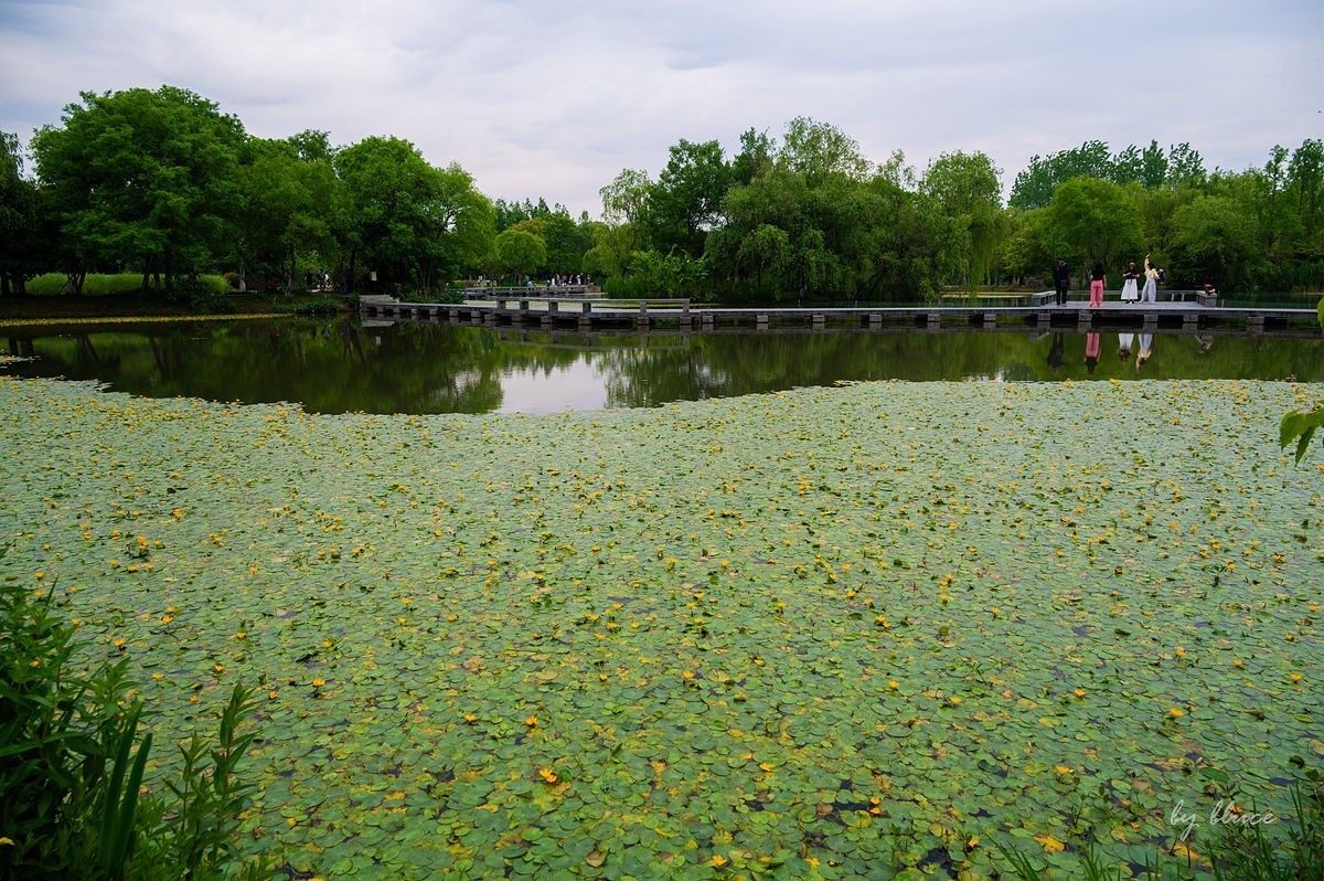 公园踏春赏花（5）