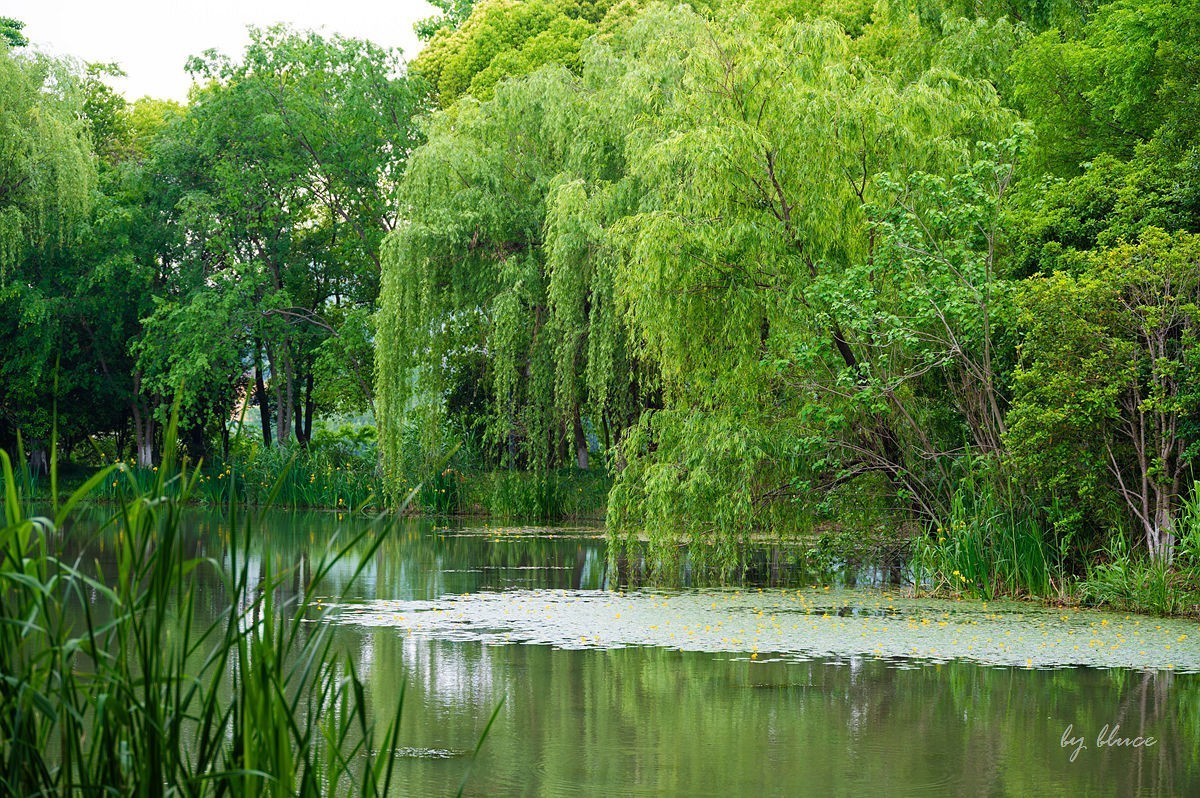 公园踏春赏花（5）