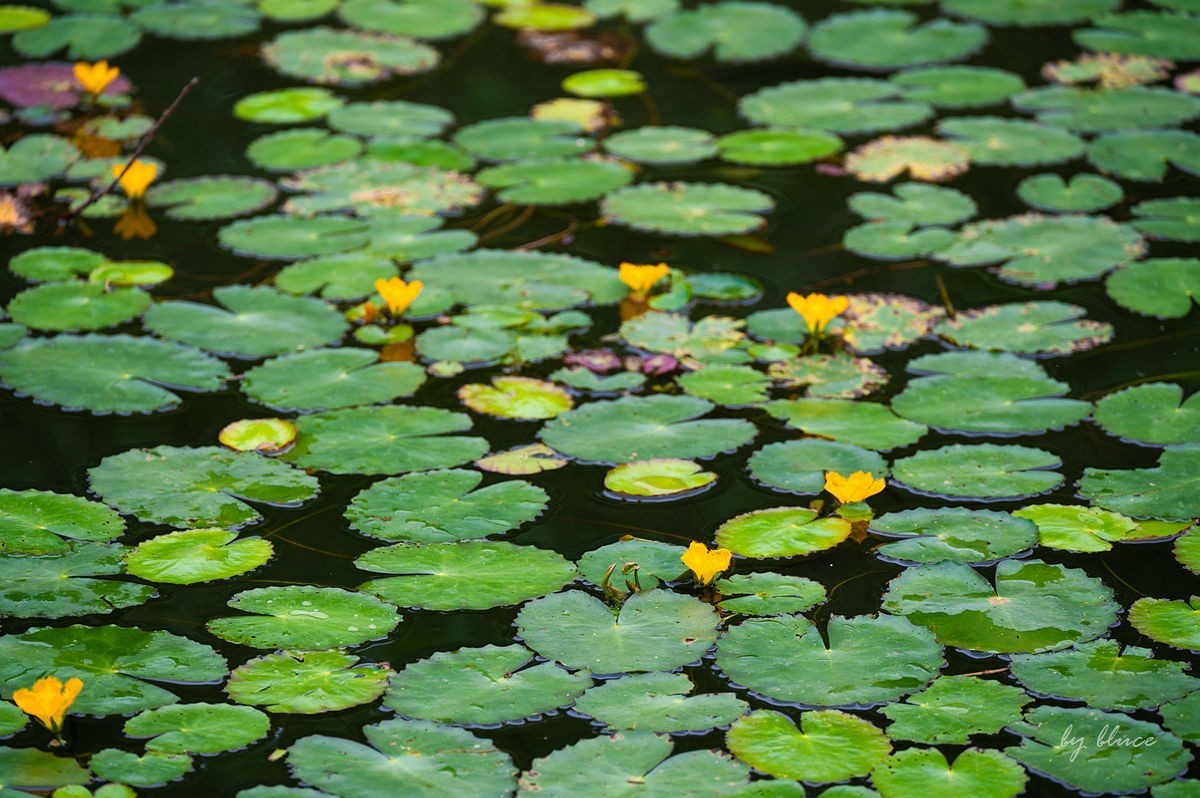 公园踏春赏花（5）