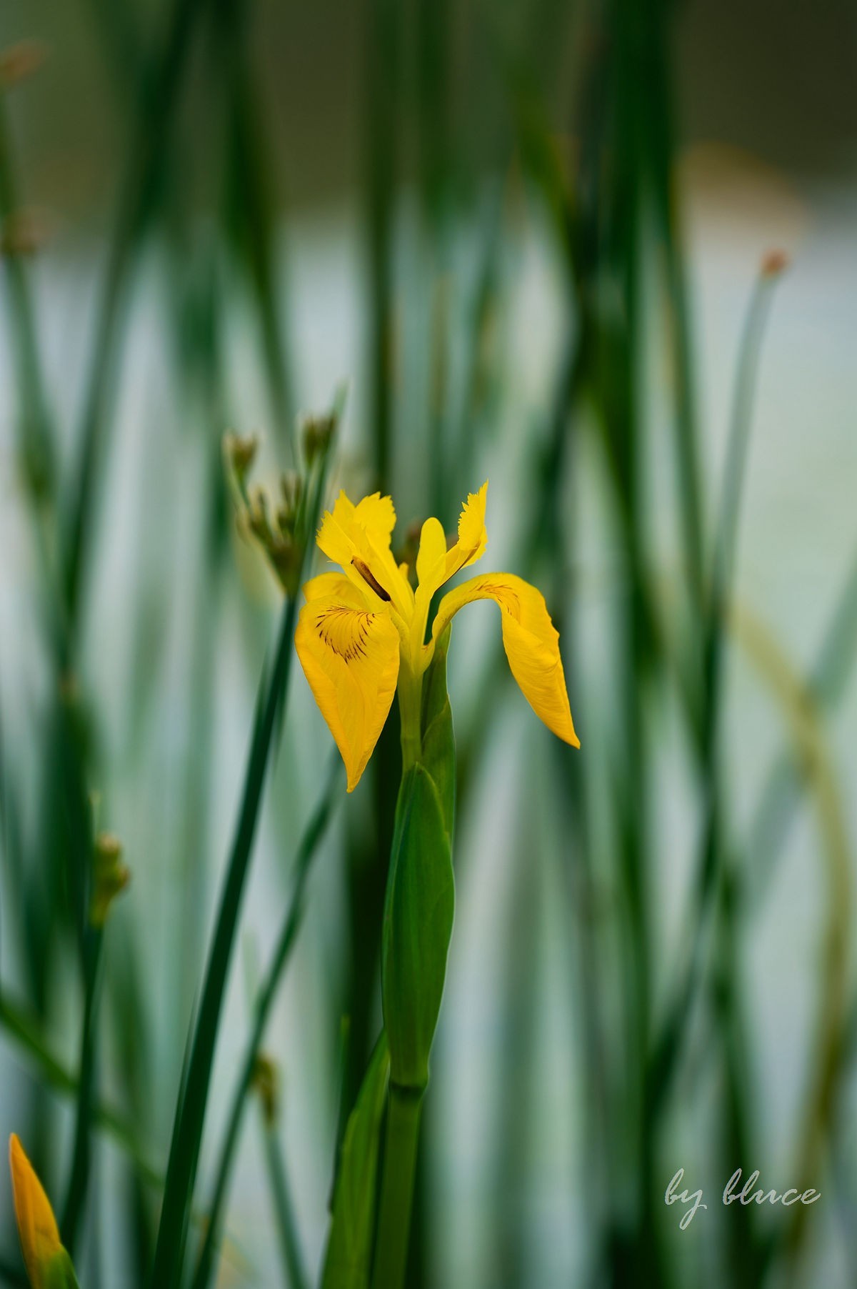 公园踏春赏花（5）