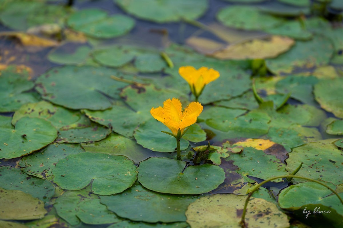 公园踏春赏花（5）