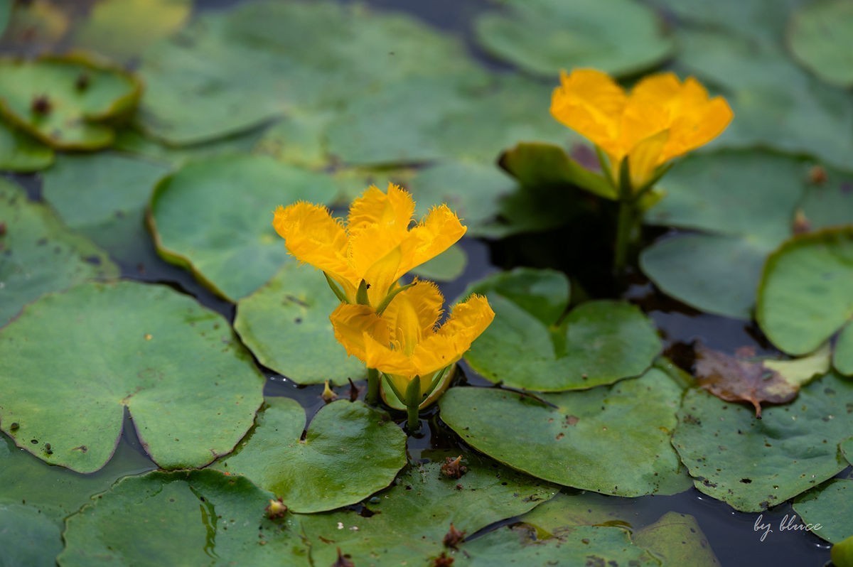 公园踏春赏花（5）