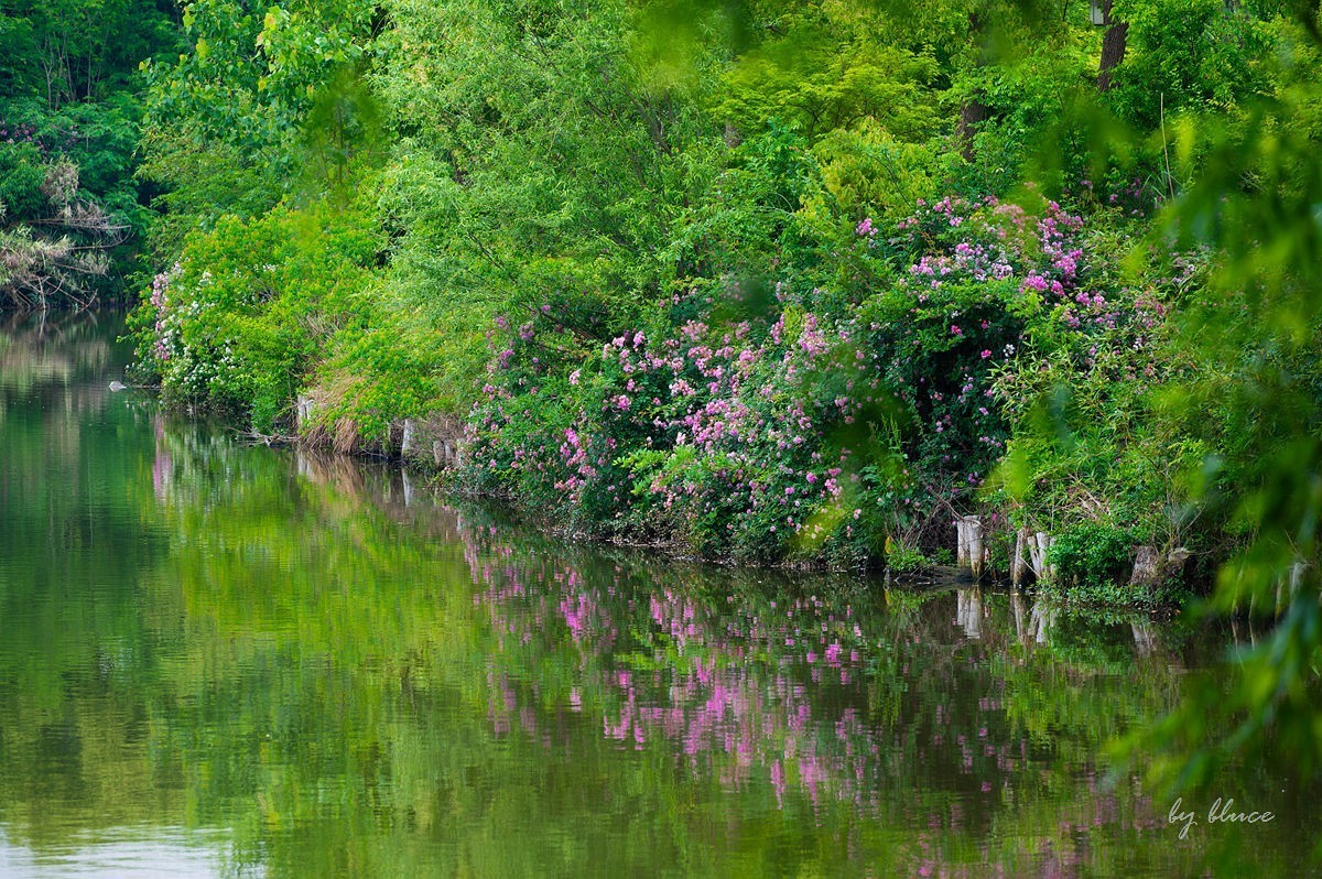 公园踏春赏花（5）