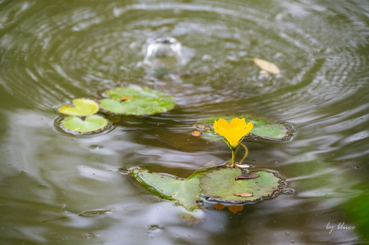 公园踏春赏花（5）