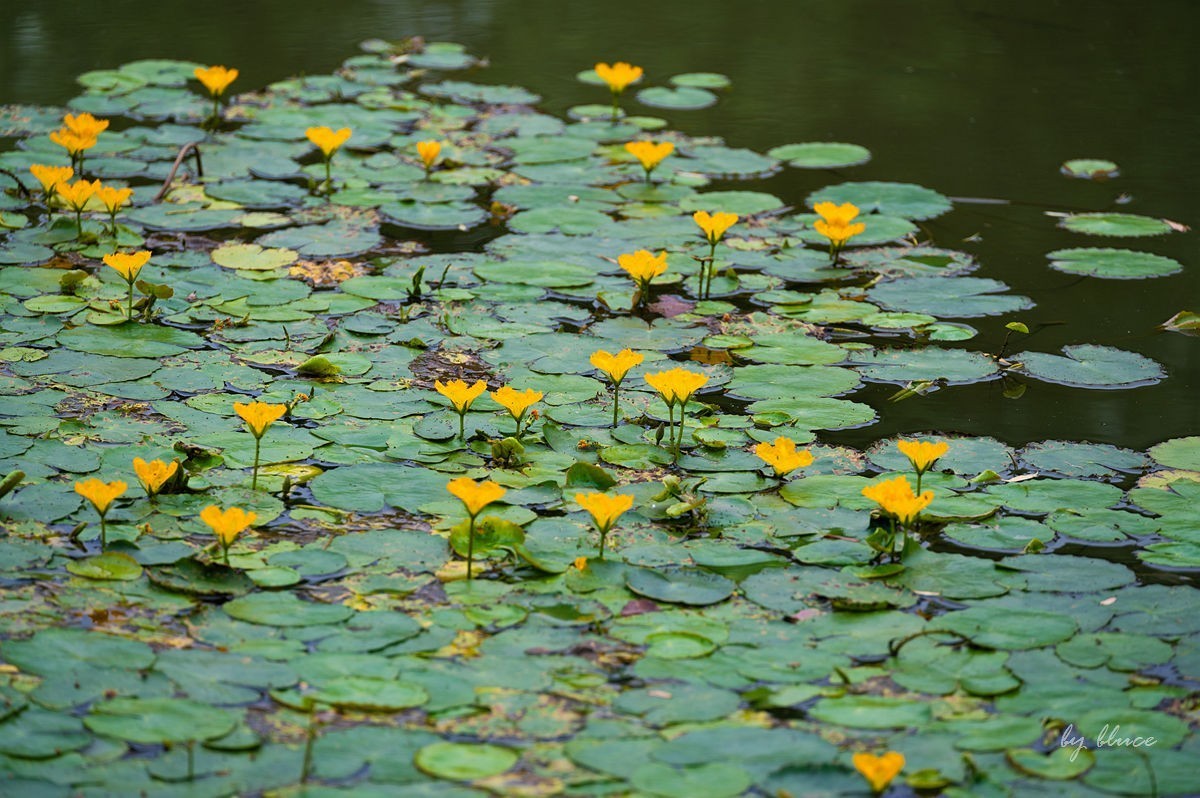 公园踏春赏花（5）