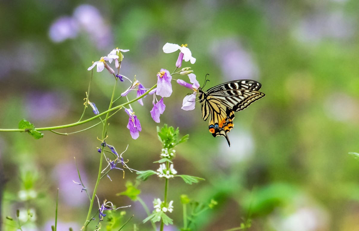 春花（二十一）