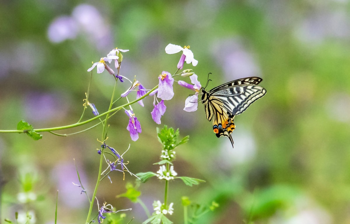 春花（二十一）