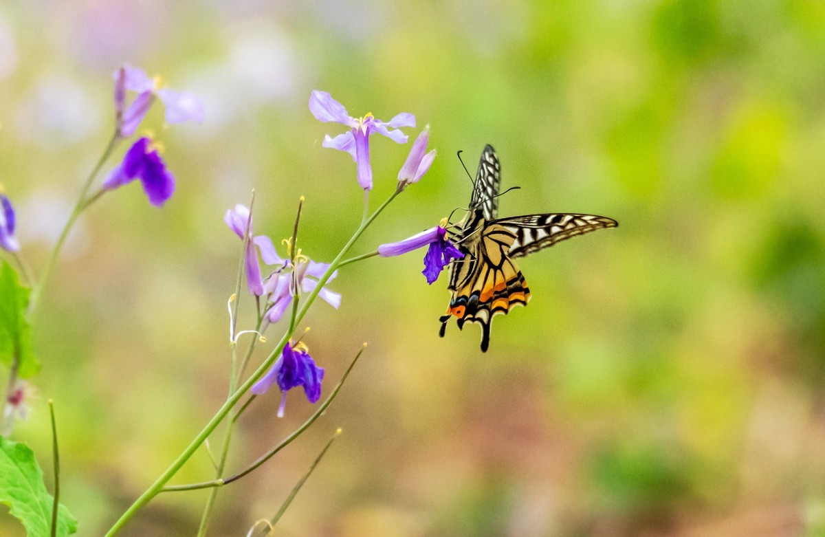 春花（二十一）