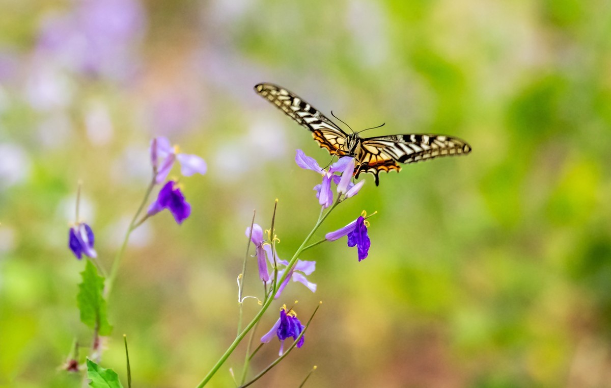 春花（二十一）