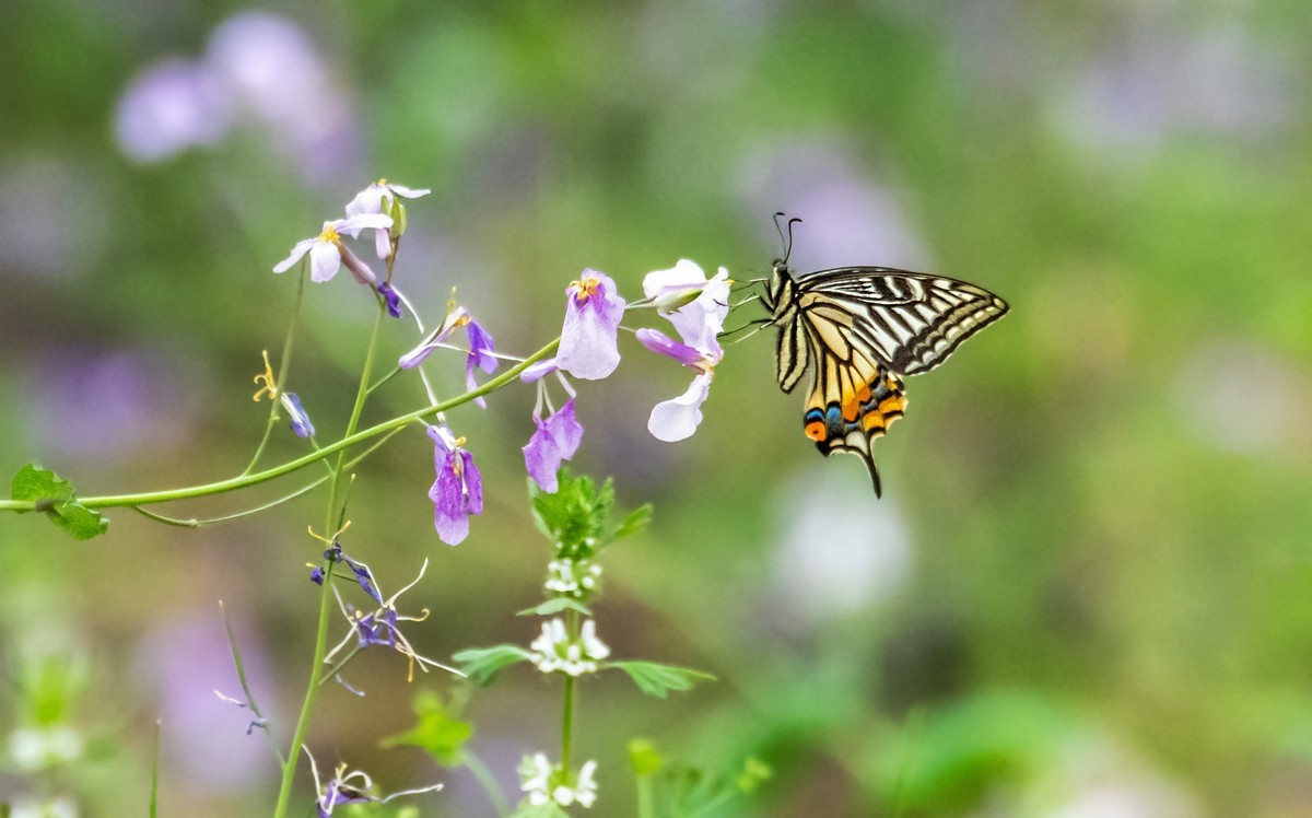 春花（二十一）