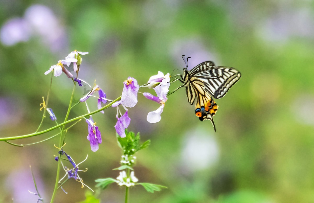 春花（二十一）