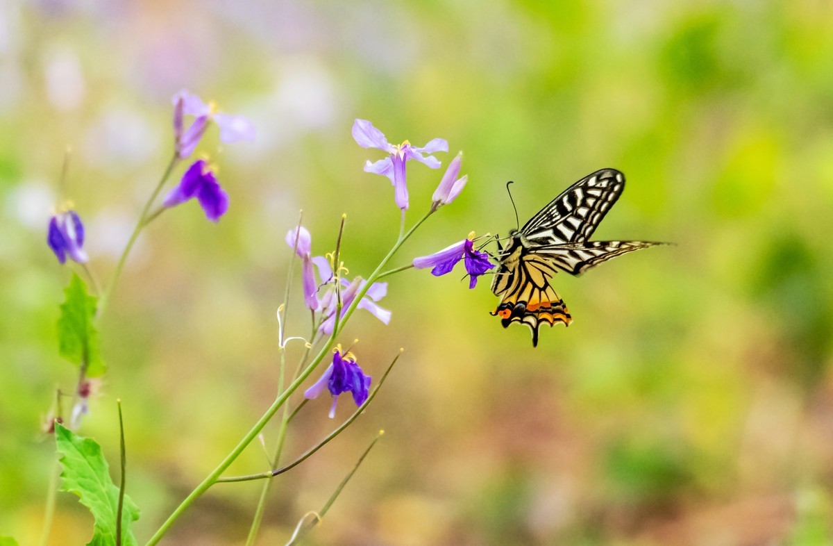 春花（二十一）