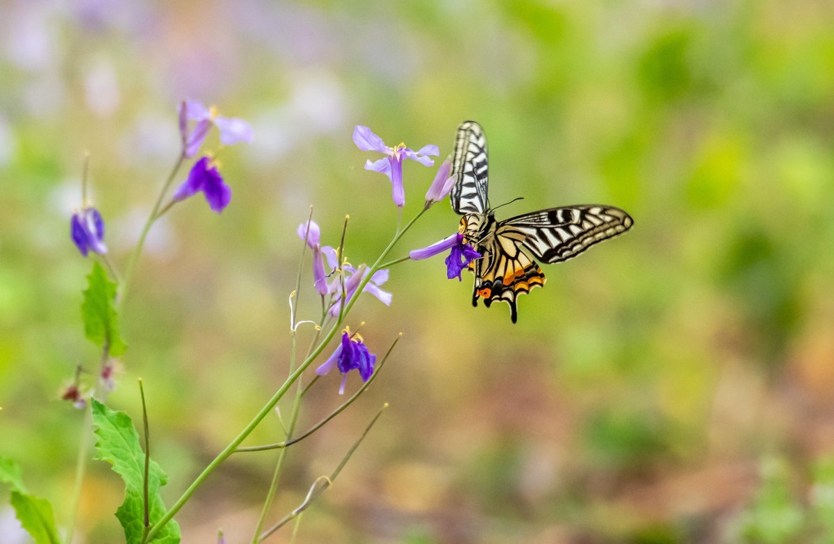 春花（二十一）