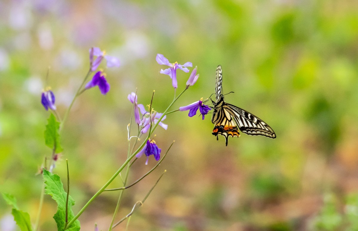春花（二十一）