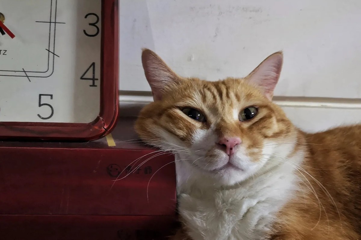 短毛猫和亚州猫