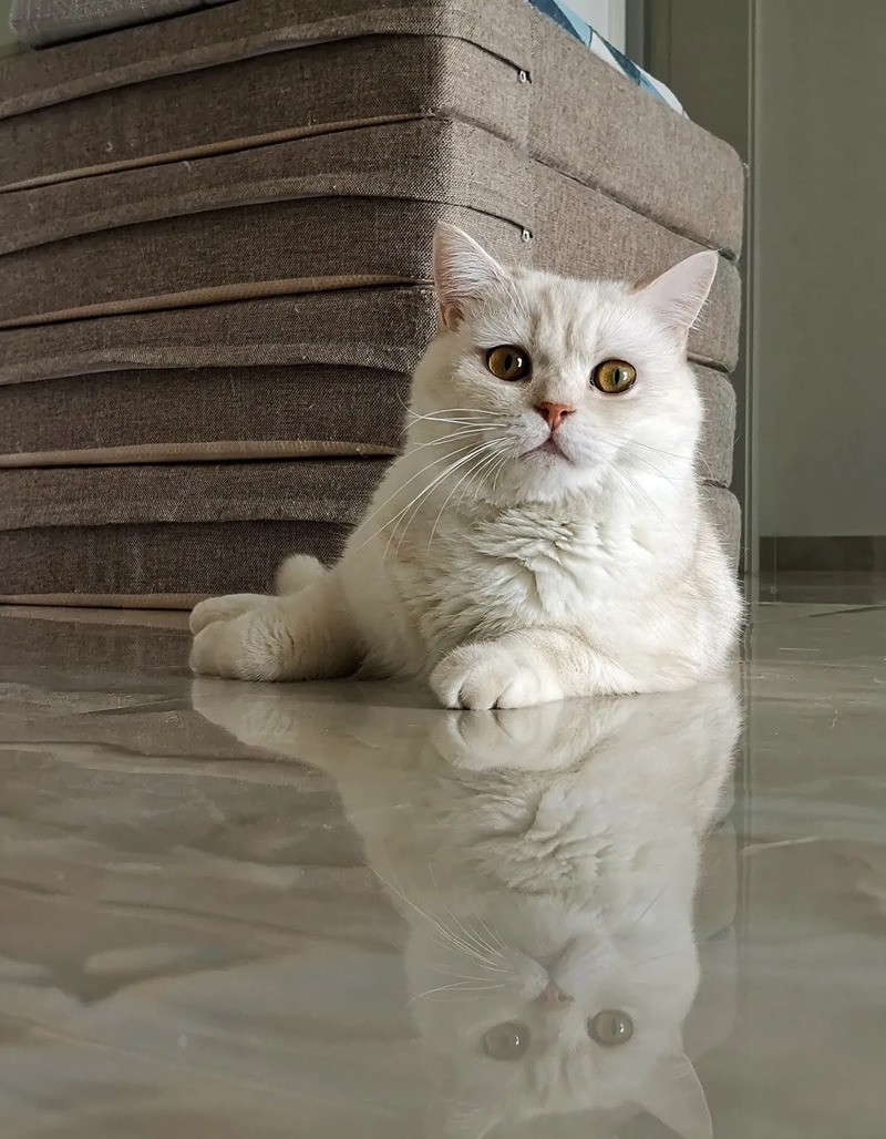 短毛猫和亚州猫