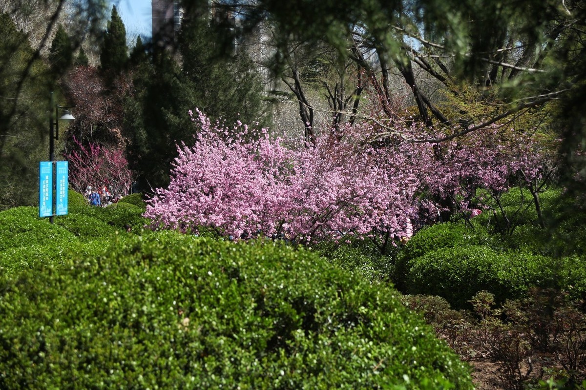 春天——公园景色