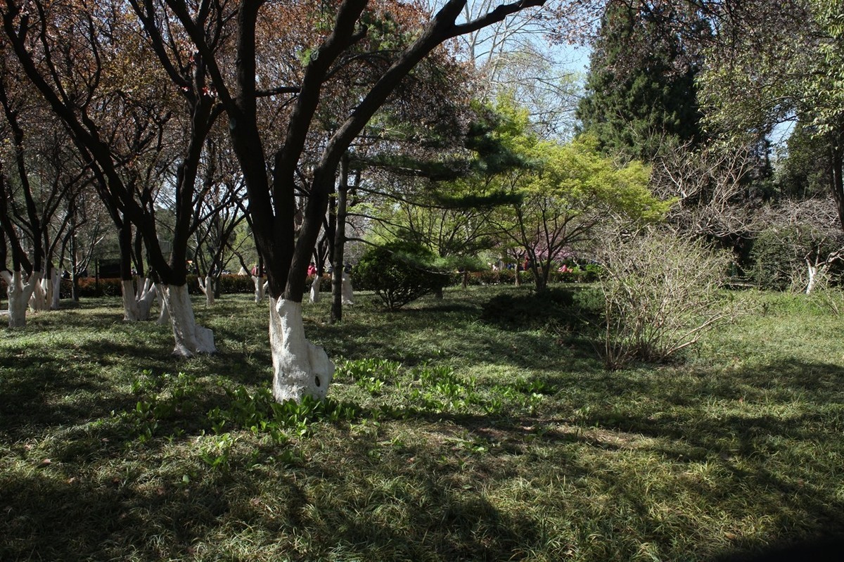 春天——公园景色