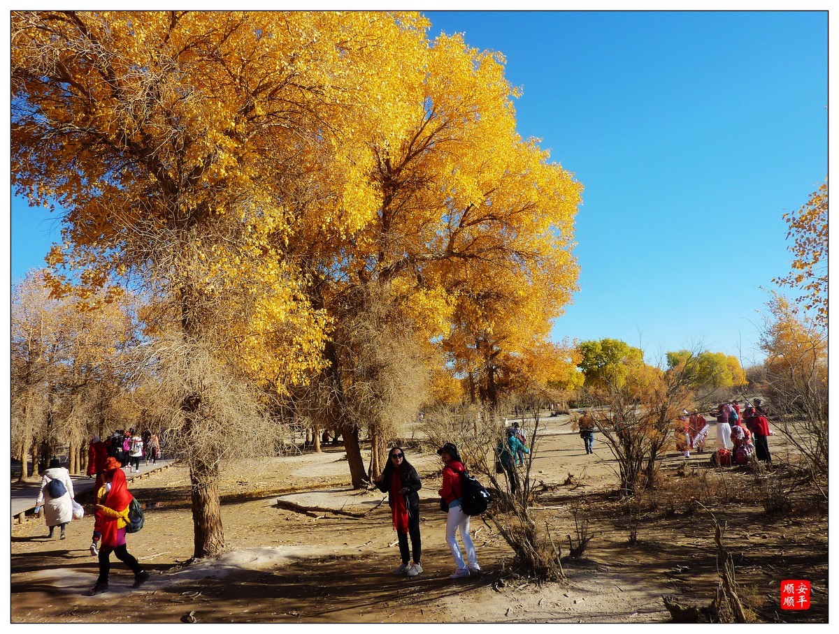 #留住美丽秋天#------内蒙额济纳胡杨林