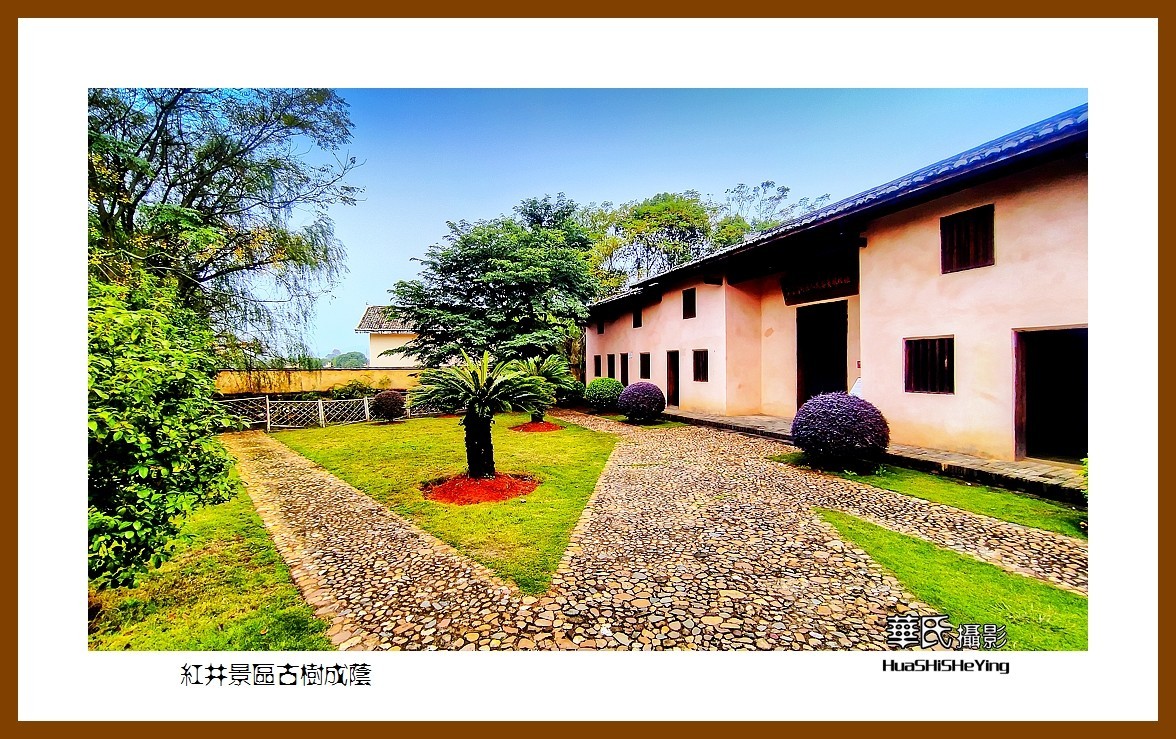 2021南行慢游江西040——红井景区古树成荫（赣州市瑞金沙洲坝）