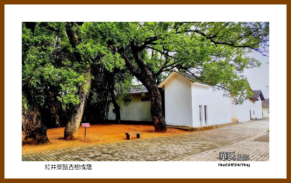 2021南行慢游江西040——红井景区古树成荫（赣州市瑞金沙洲坝）