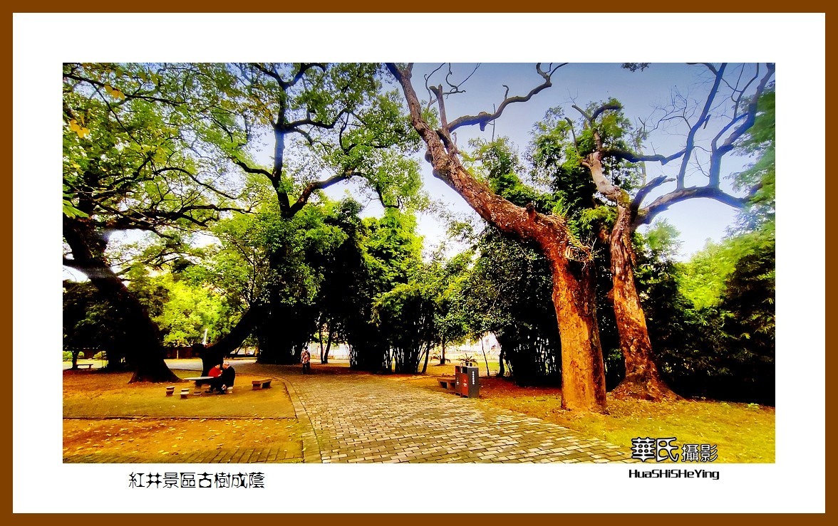 2021南行慢游江西040——红井景区古树成荫（赣州市瑞金沙洲坝）