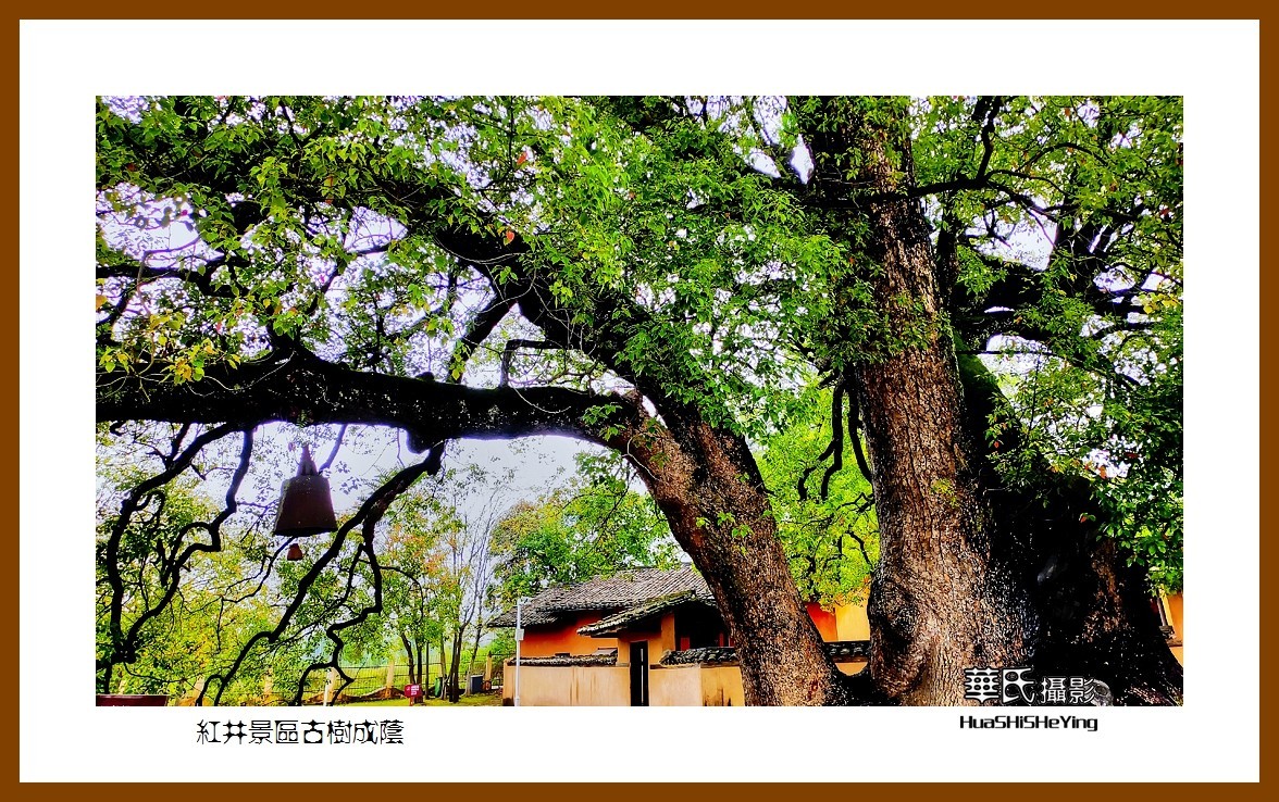 2021南行慢游江西040——红井景区古树成荫（赣州市瑞金沙洲坝）