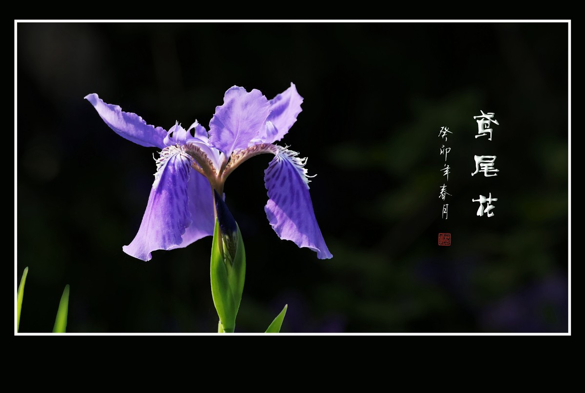 犹如紫蝶舞草间