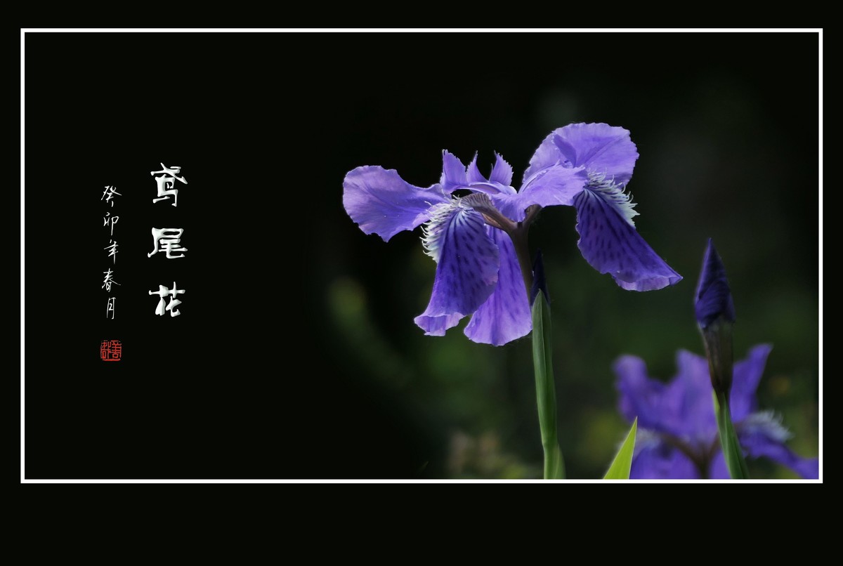 犹如紫蝶舞草间