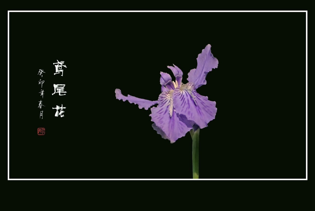 犹如紫蝶舞草间